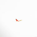 Piercing Pez Koi Rojo